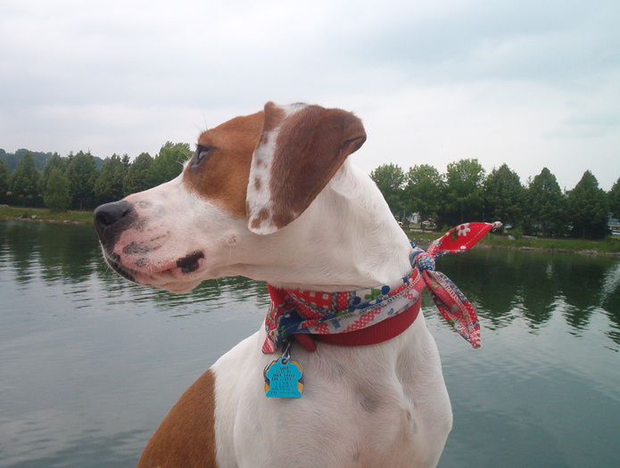 Boomer at Harbour