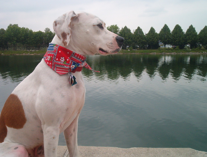 Boomer at harbour