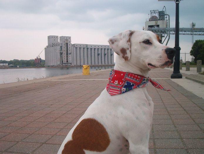 Boomer at harbour