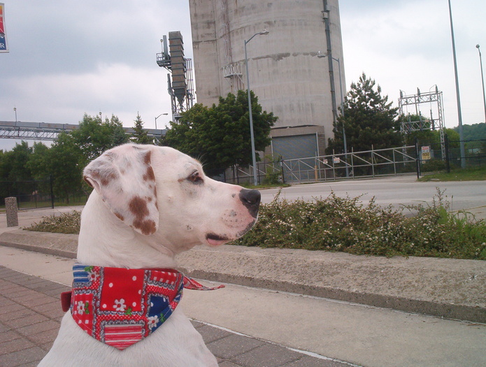Boomer at harbour
