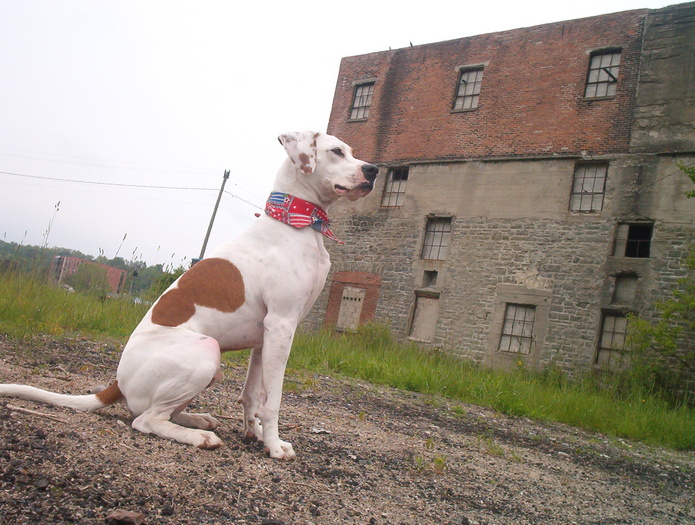 Boomer and old building