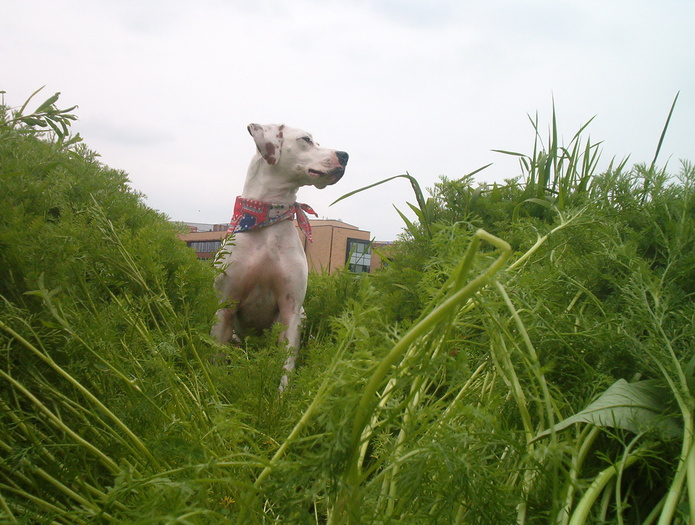parted plants to boomer