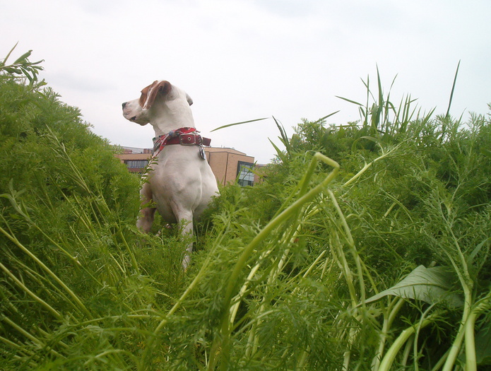 short dog tall grass