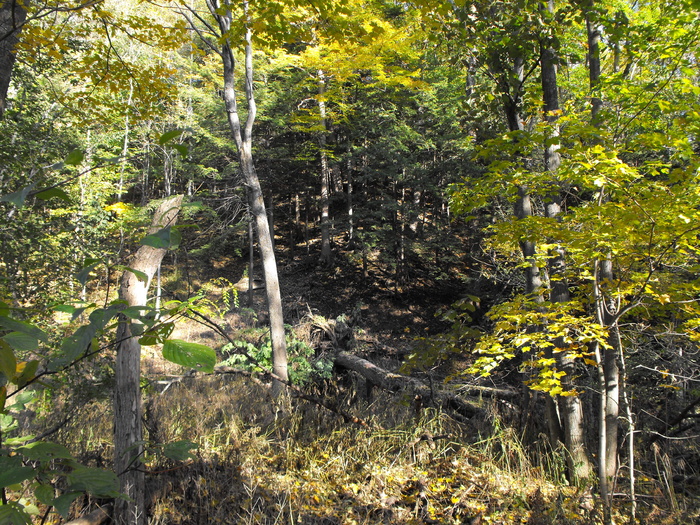Woods
