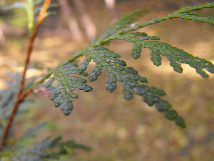 Pine Branch