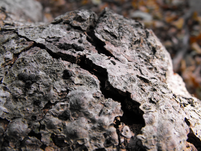 Cracks in the wood