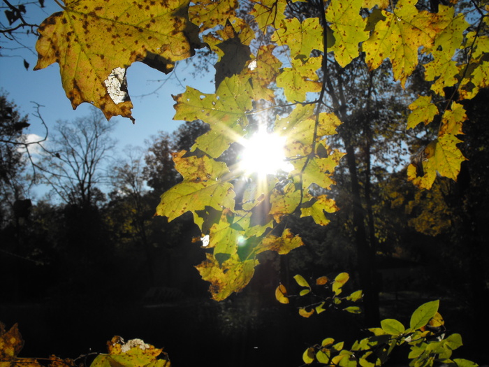 Sun threw leafs