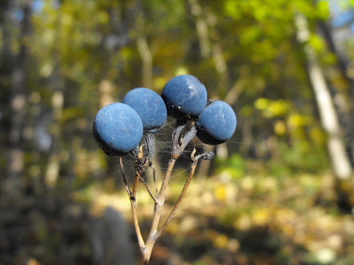 the Blue berries