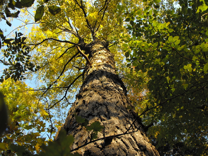 Tallest Tree