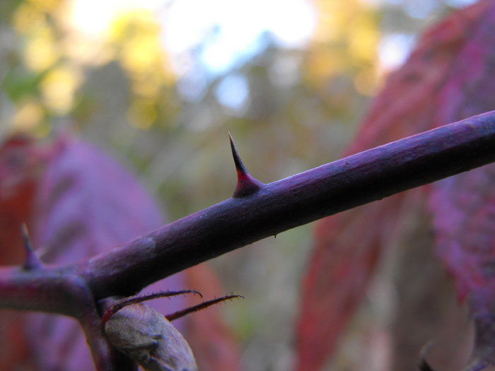 Red Thorns