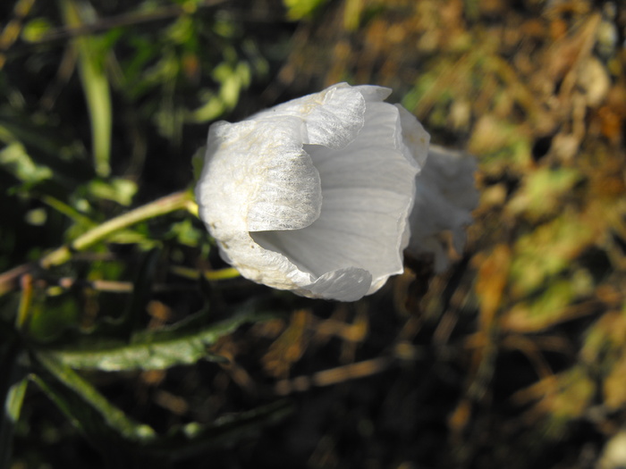 Velvet Flower