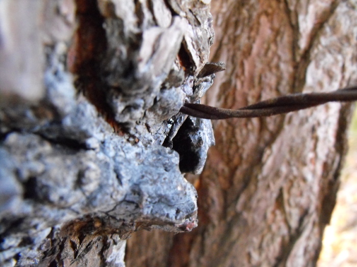 Tree's Wire