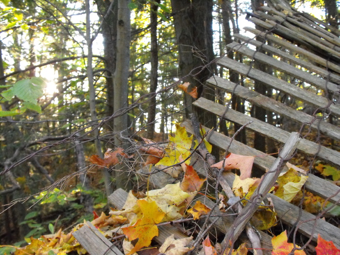 Forgotten Fence