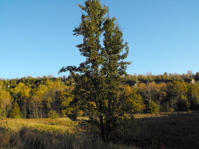 Tree in Cearing