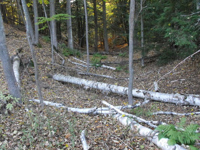 Fallen Birch
