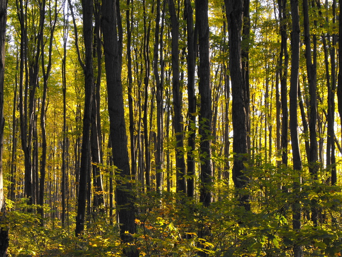 tall Trees