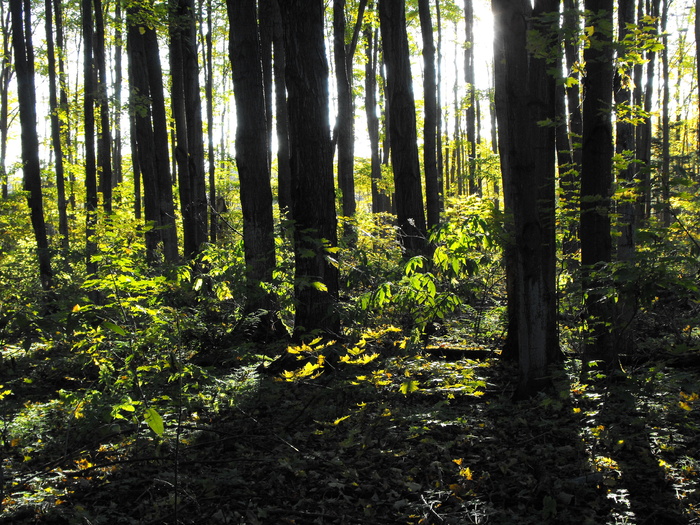 Sunset through Woods
