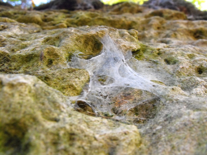 Spinning Webs