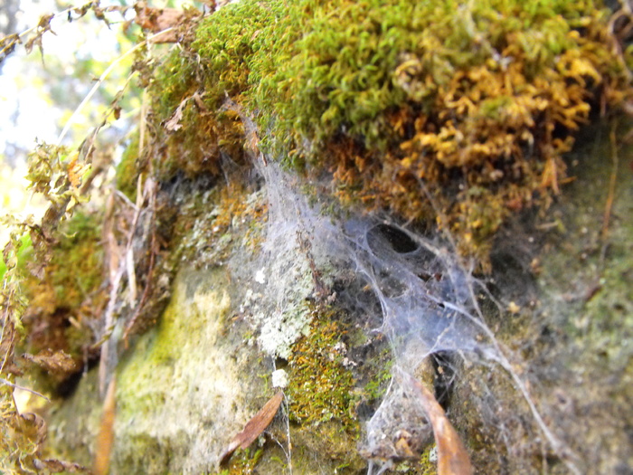 Spider House