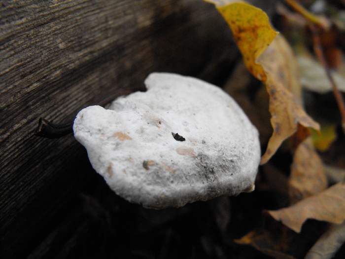 Small mushroom