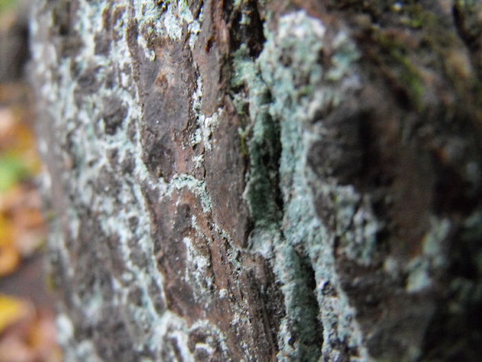 Rough Rock