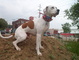 Boomer looking Heroic