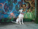 Boomer, graffiti
