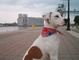 Boomer at harbour
