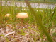 Mushroom in grass
