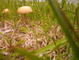 mushroom in grass