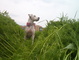 parted plants to boomer