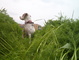 short dog tall grass