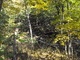 Woods