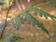 Pine Branch
