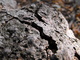 Cracks in the wood
