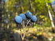 the Blue berries