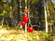 the Red berries