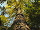 Tallest Tree