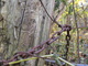 Chain of barbed wire