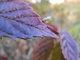 Autum leaves