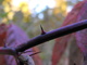 Red Thorns