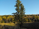 Tree in Cearing