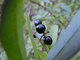 Purple berries