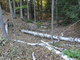 Fallen Birch