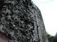 Lichen