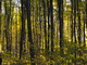 tall Trees