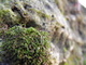 Moss