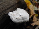 Small mushroom