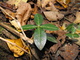 Green Leaf