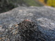Theres a bump on the rock on the...